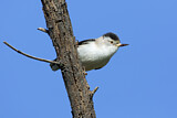 Image. Varied Sittella