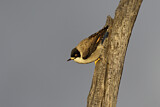 Image. Varied Sittella