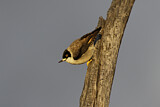 Image. Varied Sittella