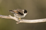 Image. Varied Sittella