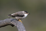 Image. Varied Sittella