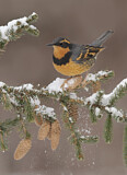 Image. Varied Thrush
