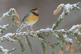 Image. Varied Thrush
