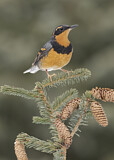 Image. Varied Thrush