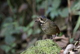 Image. Variegated Antpitta