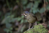 Image. Variegated Antpitta