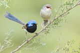 Image. Variegated Fairywren