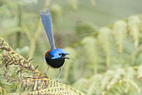 Image. Variegated Fairywren