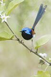Image. Variegated Fairywren