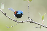 Image. Variegated Fairywren
