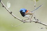 Image. Variegated Fairywren