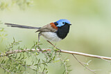 Image. Variegated Fairywren