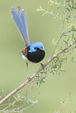 Image. Variegated Fairywren