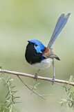Image. Variegated Fairywren