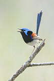 Image. Variegated Fairywren