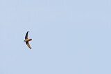 Image. Vaux's Swift