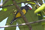 Image. Veilchentrogon