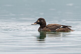 Image. Velvet Scoter