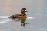 Image. Velvet Scoter