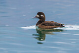 Image. Velvet Scoter