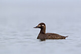 Image. Velvet Scoter
