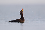 Image. Velvet Scoter