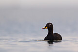 Image. Velvet Scoter
