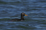 Image. Velvet Scoter