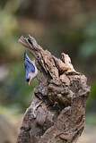 Image. Velvet-fronted Nuthatch