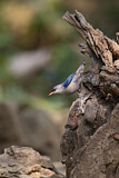Image. Velvet-fronted Nuthatch