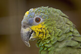 Image. Venezuelaamazone