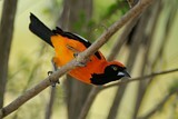 Image. Venezuelan Troupial