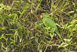 Image. Veraguasittich