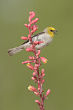 Image. Verdin