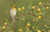 Image. Verdin