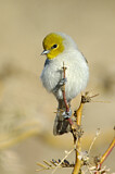 Image. Verdin