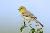 Image. Verdin