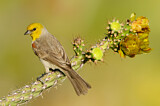Image. Verdin
