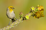 Image. Verdin