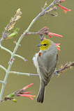 Image. Verdin