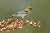 Image. Verdin