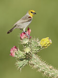 Image. Verdin