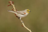 Image. Verdin
