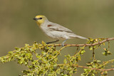 Image. Verdin