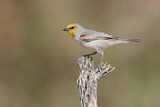 Image. Verdin