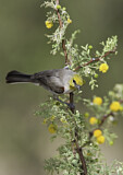 Image. Verdin