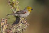 Image. Verdin