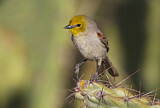 Image. Verdin