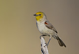 Image. Verdin