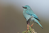 Image. Verditer Flycatcher